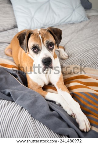 Boxer Mix Dog Laying on Owner's Bed Looking at Camera