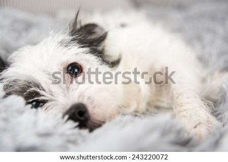 Cute Black and White Dog on Fluffy Gray Blanket