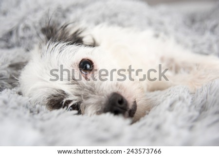 White Terrier Mix Napping on Soft Gray Blanket