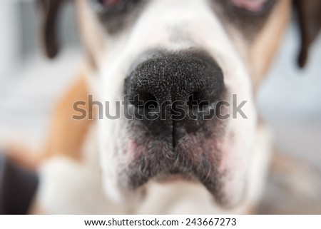 Closeup of Large Dog\'s Nose