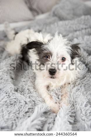 White Terrier Mix Napping on Soft Gray Blanket