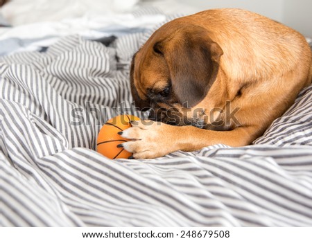 Dark Fawn Puggle Dog Laying on Owners Bed with Rubber Basketball