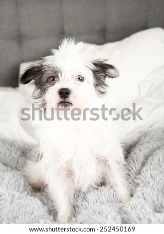 Fluffy White Terrier Dog Relaxing on Gray Blanket