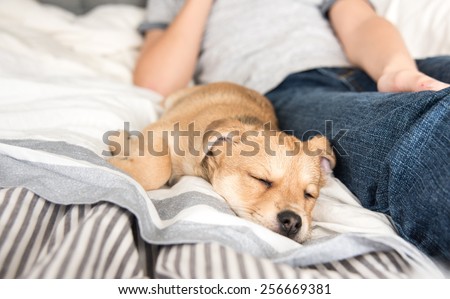 Young Puppy Sleeping After Playing with His Human