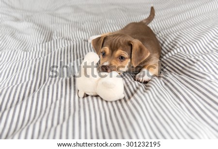 Small Mixed Breed Puppy Playing with Teddy Bear