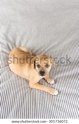 Small Puppy with Blue Eyes Relaxing on Striped Bed