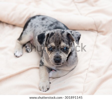 Small Black and Gray Puppy Laying Outside on Dog Bed