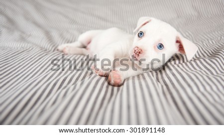 Adorable White Small Terrier Mix Puppy with Blue Eyes Relaxing on Striped Bed