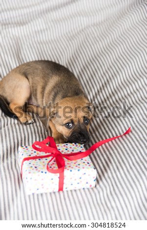 Adorable Puppy Playing with Small Wrapped Present