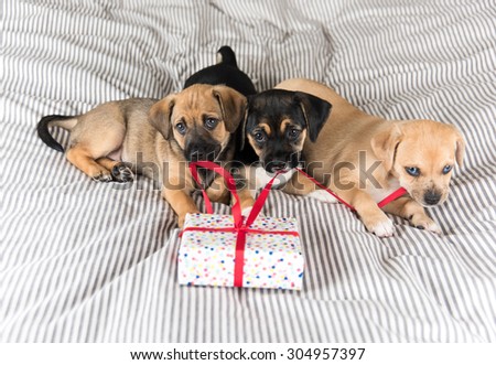 Three Adorable Terrier Mix Puppies Playing with Small Wrapped Present