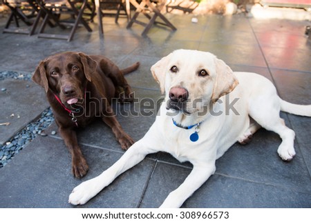 Yellow and Chocolate Lab Dogs Cooling Down in Shade on Hot Summer Day