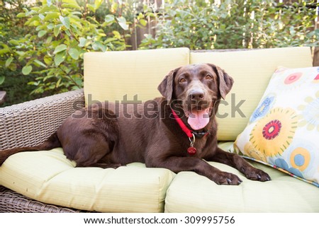Labrador Dog on Outside Sofa