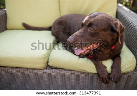 Labrador Dog on Outside Sofa