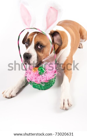 Adorable Boxer Dog with Funny Bunny Ears and Easter Basket of Eggs