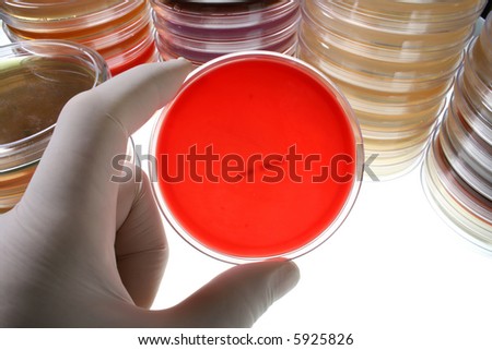 Gloved hand holding a Petri dish