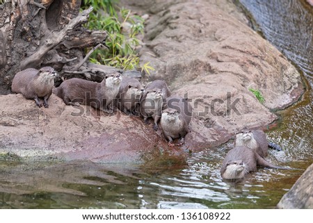 Family of otter near a river