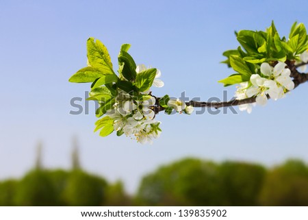 Blossoming of plum-tree. Several flowers of blooming plum-tree at blue sky background