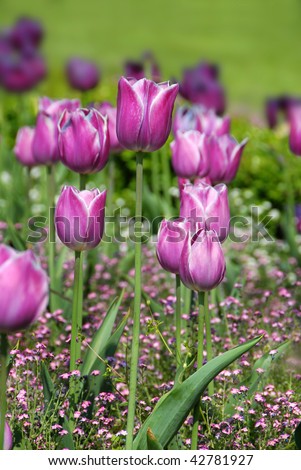 purple  tulips natural floral backgrounds outdoor