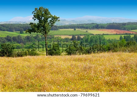 summer rural landscape with lonely tree in serbia
