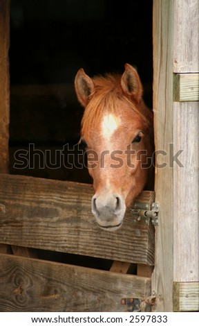 Arabian Colt looking out of stall door
