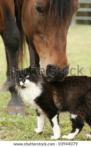 Bay Stallion scratching the back of a cat