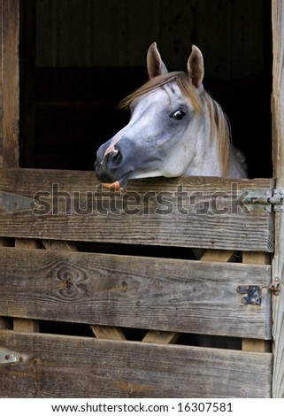 Young arabian filly looking over stall door