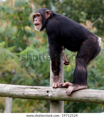 Young chimpanzee standing on pole