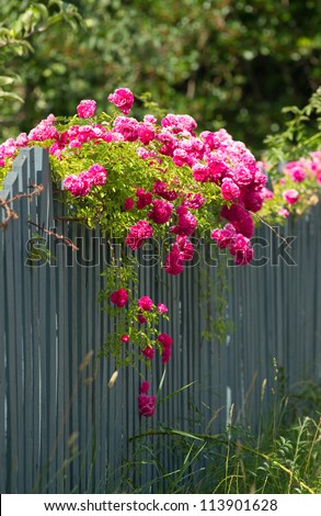 Pink roses climbing on the wooden fence