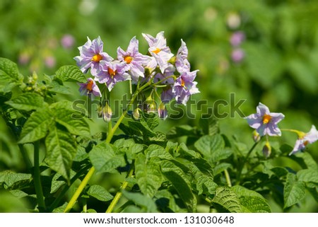 Blooming flowers of potato plant .