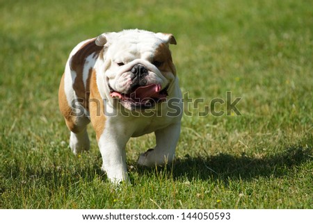English bulldog running in the grass