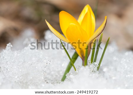 Blossom yellow crocus on the snow