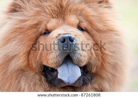 portrait of dog chow chow
