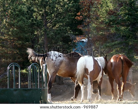 Horse Tails - Horses resting in the shade of a hot Wyoming Summer.