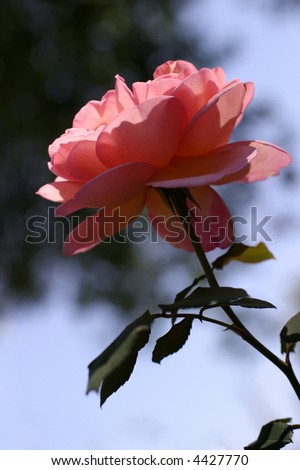Pink Rose - This elegant and charming Abraham Darby rose blossom opens to drink in the morning rays of sun.