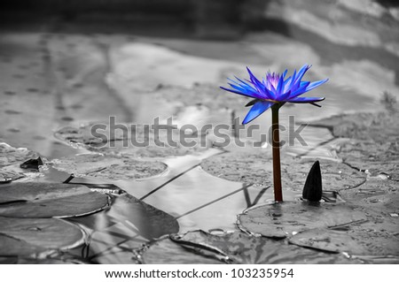brightly colored blue and purple water lily on a black and white calm pond, drawing the viewers eye to the lily