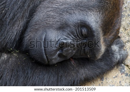 Profile portrait of a sleeping silverback gorilla
