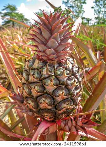 Pineapple farm in Cuba