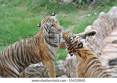 Two Bengal tigers play on the field