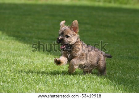 Running Cairn Terrier Puppy
