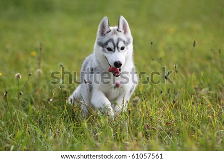 siberian husky puppy in the field