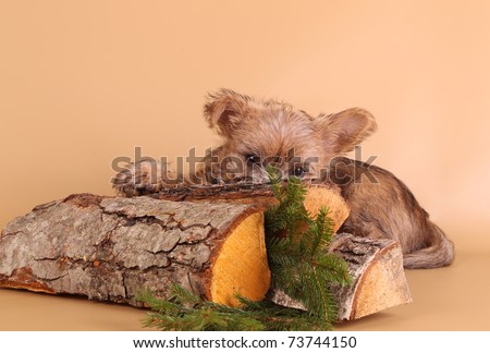 cairn terrier puppy