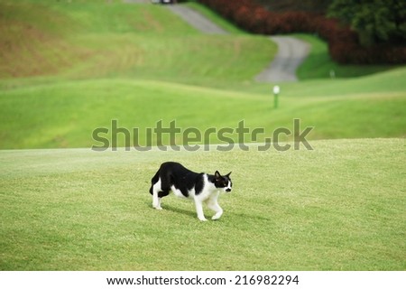 Cat having its catwalk on green (at a golf course)