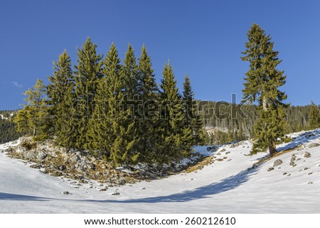Serene winter landscape with an isolated fir trees clump in a snowy mountain meadow on a sunny day.