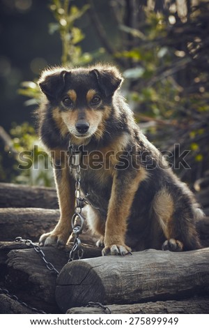 Curious miserable dog chained on a pile of wood in the backyard.