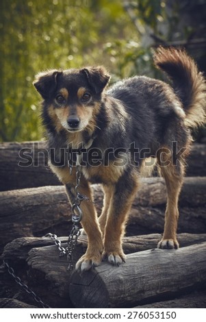 Curious attentive miserable dog chained on a pile of wood in the backyard.
