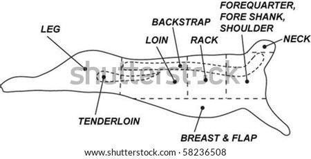 Vector Mutton Cuts Chart - 58236508 : Shutterstock