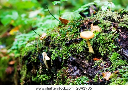 Fairy Mushroom