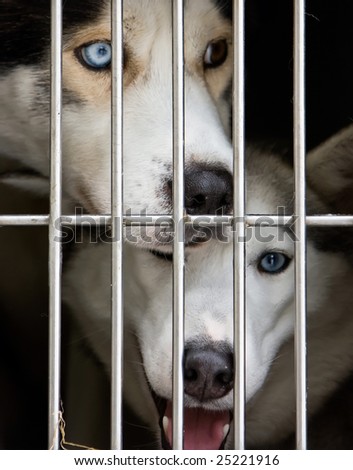 Photo of a Husky dogs watching through the cage door