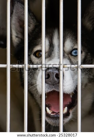 Photo of a Husky dogs watching through the cage door