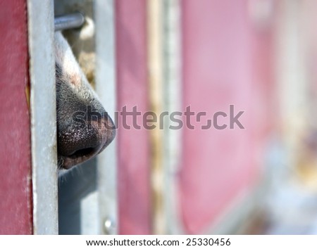 Photo of a Husky dog nose protruding from the truck cage window